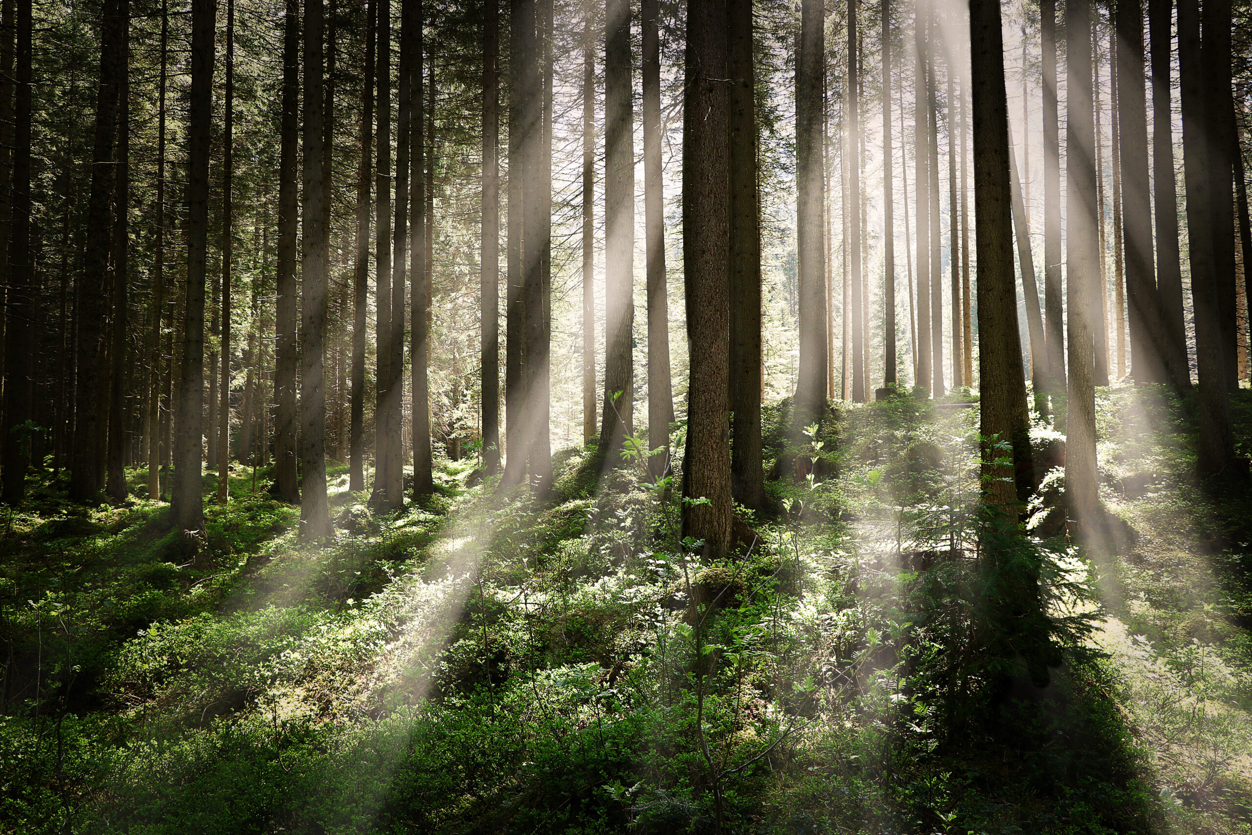 beautiful-shot-forest-with-tall-trees-bright-sun-rays-shining