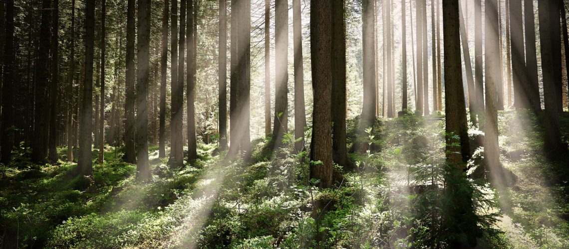 beautiful-shot-forest-with-tall-trees-bright-sun-rays-shining